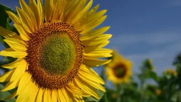 tournesol désherbage post-levée